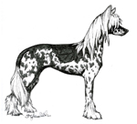 images/Razze/Sezione1/Chinese_Crested_Dog/thumb_Chinese Crested Dog.jpg